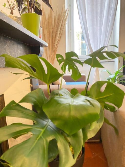Le Jardin Secret De Nady Lägenhet Carcassonne Exteriör bild